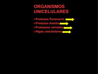 ORGANISMOS
UNICELULARES
✔Protozoo Paramecio
✔Protozoo Ameba
✔Protozoos variados
✔Algas unicelulares
 