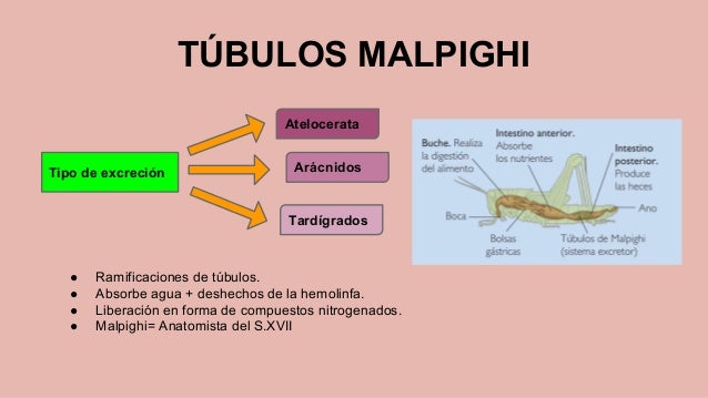 RESPIRACIÓN Y EXCRECIÓN