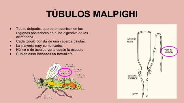 RESPIRACIÓN Y EXCRECIÓN