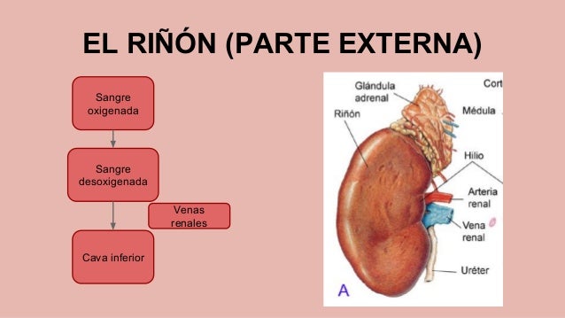 RESPIRACIÓN Y EXCRECIÓN RESPIRACIÓN Y EXCRECIÓN