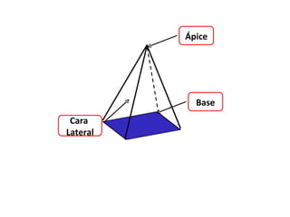 Ápice




            Base
 Cara
Lateral
 