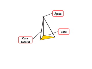 Ápice




              Base

 Cara
Lateral
 