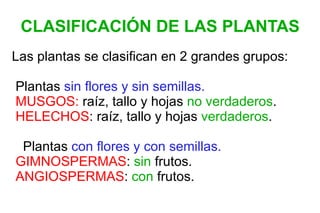 CLASIFICACIÓN DE LAS PLANTAS Las plantas se clasifican en 2 grandes grupos: ,[object Object],[object Object]