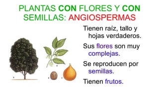 No  tienen  raíz, tallo y hojas  verdaderos. 