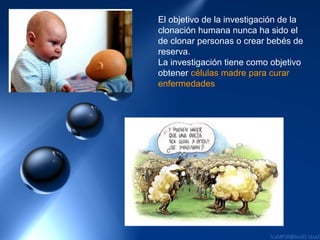 El objetivo de la investigación de la
clonación humana nunca ha sido el
de clonar personas o crear bebés de
reserva.
La investigación tiene como objetivo
obtener células madre para curar
enfermedades
 