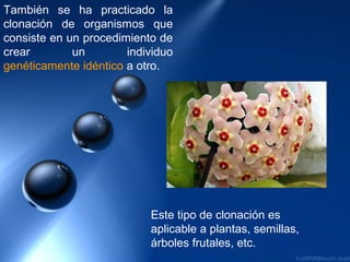 También se ha practicado la
clonación de organismos que
consiste en un procedimiento de
crear        un        individuo
genéticamente idéntico a otro.




                           Este tipo de clonación es
                           aplicable a plantas, semillas,
                           árboles frutales, etc.
 