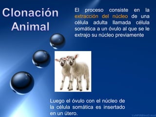 El proceso consiste en la
          extracción del núcleo de una
          célula adulta llamada célula
          somática a un óvulo al que se le
          extrajo su núcleo previamente




Luego el óvulo con el núcleo de
la célula somática es insertado
en un útero.
 