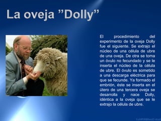 El       procedimiento      del
experimento de la oveja Dolly
fue el siguiente. Se extrajo el
núcleo de una célula de ubre
de una oveja. De otra se toma
un óvulo no fecundado y se le
inserta el núcleo de la célula
de ubre. El óvulo es sometido
a una descarga eléctrica para
que se fecunde. Ya formado el
embrión, éste se inserta en el
útero de una tercera oveja se
desarrolla y nace Dolly,
idéntica a la oveja que se le
extrajo la célula de ubre.
 