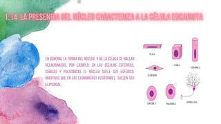 En general la forma del núcleo y de la célula se hallan
relacionadas. por ejemplo: en las células esféricas,
cúbicas y poliédricas el núcleo suele ser esférico,
mientras que en las cilíndricasy fusiformes suelen ser
elipsoidal.
 