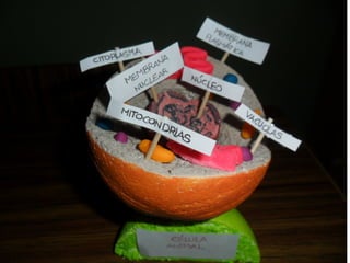 Presentación células