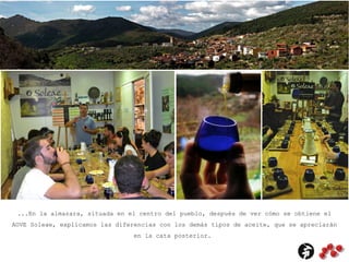 ...En la almazara, situada en el centro del pueblo, después de ver cómo se obtiene el
AOVE Soleae, explicamos las diferencias con los demás tipos de aceite, que se apreciarán
en la cata posterior.
 