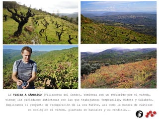 La VISITA A CÁMBRICO (Villanueva del Conde), comienza con un recorrido por el viñedo,
viendo las variedades autóctonas con las que trabajamos: Tempranillo, Rufete y Calabrés.
Explicamos el proyecto de recuperación de la uva Rufete, así como la manera de cultivar
en ecológico el viñedo, plantado en bancales y su vendimia...
 