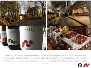 ...Ya en la bodega, semienterrada en la montaña, enseñamos el meticuloso proceso que
seguimos para obtener cada vino, usando sólo la gravedad en su movimientos, sin el empleo
de bombas y terminamos con una cata comentada de vino, acompañado de una tapa de jamón
ibérico.
 