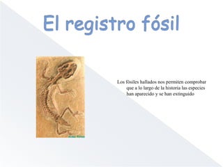 Evolución: ¿hecho o teoría?“En biología nada tiene sentido si no es a la luz a la evolución”                                        T. Dobzhansky (teoría sintética)  La evolución se considera un hecho histórico, lo que se debate es cómo se ha producido.Argumentos a favor de la evolución:- El registro fósil     - La anatomía comparada     - El desarrollo embrionario     - La biología molecular