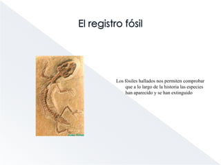 Evolución: ¿hecho o teoría?“En biología nada tiene sentido si no es a la luz a la evolución”                                        T. Dobzhansky (teoría sintética)  La evolución se considera un hecho histórico, lo que se debate es cómo se ha producido.Argumentos a favor de la evolución:- El registro fósil     - La anatomía comparada     - El desarrollo embrionario     - La biología molecular