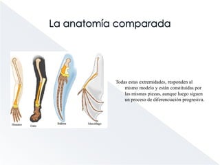 El registro fósilLos fósiles hallados nos permiten comprobar que a lo largo de la historia las especies han aparecido y se han extinguido