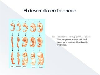 La anatomía comparadaTodas estas extremidades, responden al mismo modelo y están constituidas por las mismas piezas, aunque luego siguen un proceso de diferenciación progresiva.