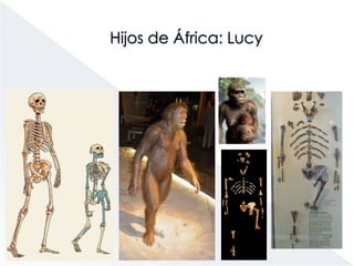 Hijos de ÁfricaUn grupo de paleontólogos encontró, el 24 de Noviembre de 1974, en Afar (Etiopía) el esqueleto de un homínido muy antiguo. Su nombre científico, Australopithecus afarensis, conocida ahora como Lucy. Su edad rondaba los 3,2 millones de años, siendo el homínido más antiguo conocido.Su altura era de poco más de un metro y caminaba erguida. Su volumen cerebral era de 400 cm3, similar al de los chimpancés.