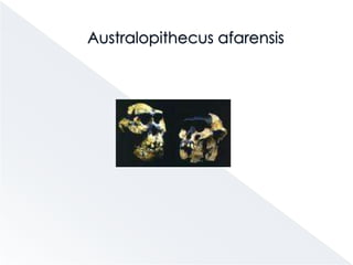 Los homínidos más antiguosPrimates