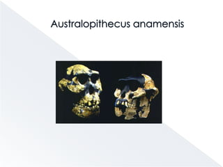 Hominoideos                         simios antropomorfos
