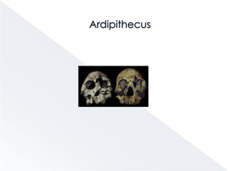 Homínidos     - Australopithecus afarensis (3,2 M.a.)     - Australopithecus anamensis (4,2 M.a.)     - Ardipithecus (5,5 M.a. )     - Orrorin (entre 6 y 7 M.a.)