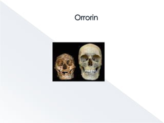 Australopithecus afarensis