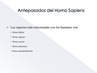 Australopithecus anamensis