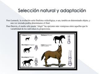 Selección natural y adaptaciónPara Lamarck, la evolución sería finalista o teleológica, o sea, tendría un determinado objeto, y una vez iniciada podría determinarse el final.  Para Darwin, el medio sólo puede “elegir” las opciones más ventajosas entre aquellas que la variabilidad de los individuos le proporciona.