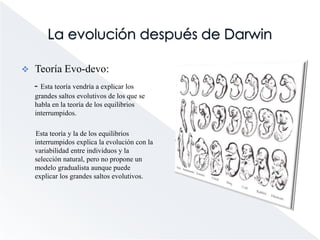 La evolución después de DarwinTeorías gradualistas:      - Sostienen que los cambios evolutivos se producen como consecuencia de la acumulación lenta y progresiva de pequeños cambios.        Si la evolución fuese gradual, el registro fósil estaría lleno de especies en permanente cambio y encontraríamos numerosas formas intermedias, pero no es así, lo que realmente muestra el registro fósil es que las especies suelen tener largos períodos de estabilidad interrumpidos por períodos cortos en los que ocurren numerosos cambios.        Esto es lo que se conoce como teoría de los equilibrios interrumpidos o saltacionismo.