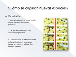 La evolución después de DarwinTeoría Evo-devo:- Esta teoría vendría a explicar los grandes saltos evolutivos de los que se habla en la teoría de los equilibrios interrumpidos.        Esta teoría y la de los equilibrios interrumpidos explica la evolución con la variabilidad entre individuos y la selección natural, pero no propone un modelo gradualista aunque puede explicar los grandes saltos evolutivos. 