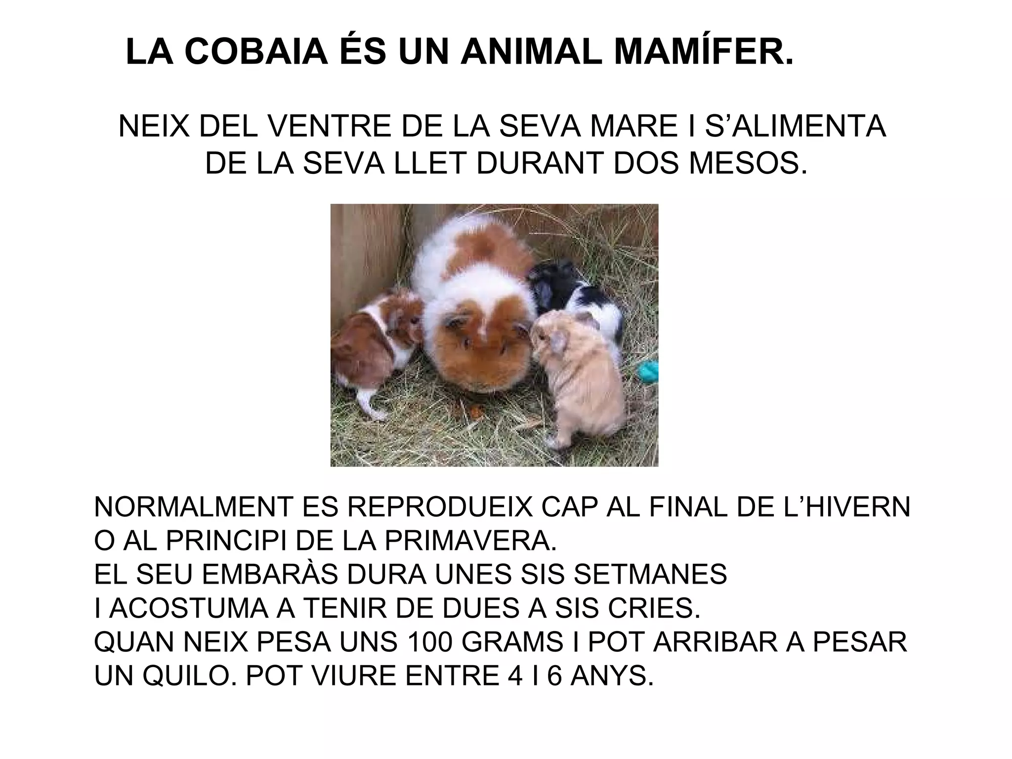 LA COBAIA ÉS UN ANIMAL MAMÍFER.  NEIX DEL VENTRE DE LA SEVA MARE I S’ALIMENTA  DE LA SEVA LLET DURANT DOS MESOS. NORMALMENT ES REPRODUEIX CAP AL FINAL DE L’HIVERN  O AL PRINCIPI DE LA PRIMAVERA. EL SEU EMBARÀS DURA UNES SIS SETMANES  I ACOSTUMA A TENIR DE DUES A SIS CRIES. QUAN NEIX PESA UNS 100 GRAMS I POT ARRIBAR A PESAR  UN QUILO.  POT VIURE ENTRE 4 I 6 ANYS. 