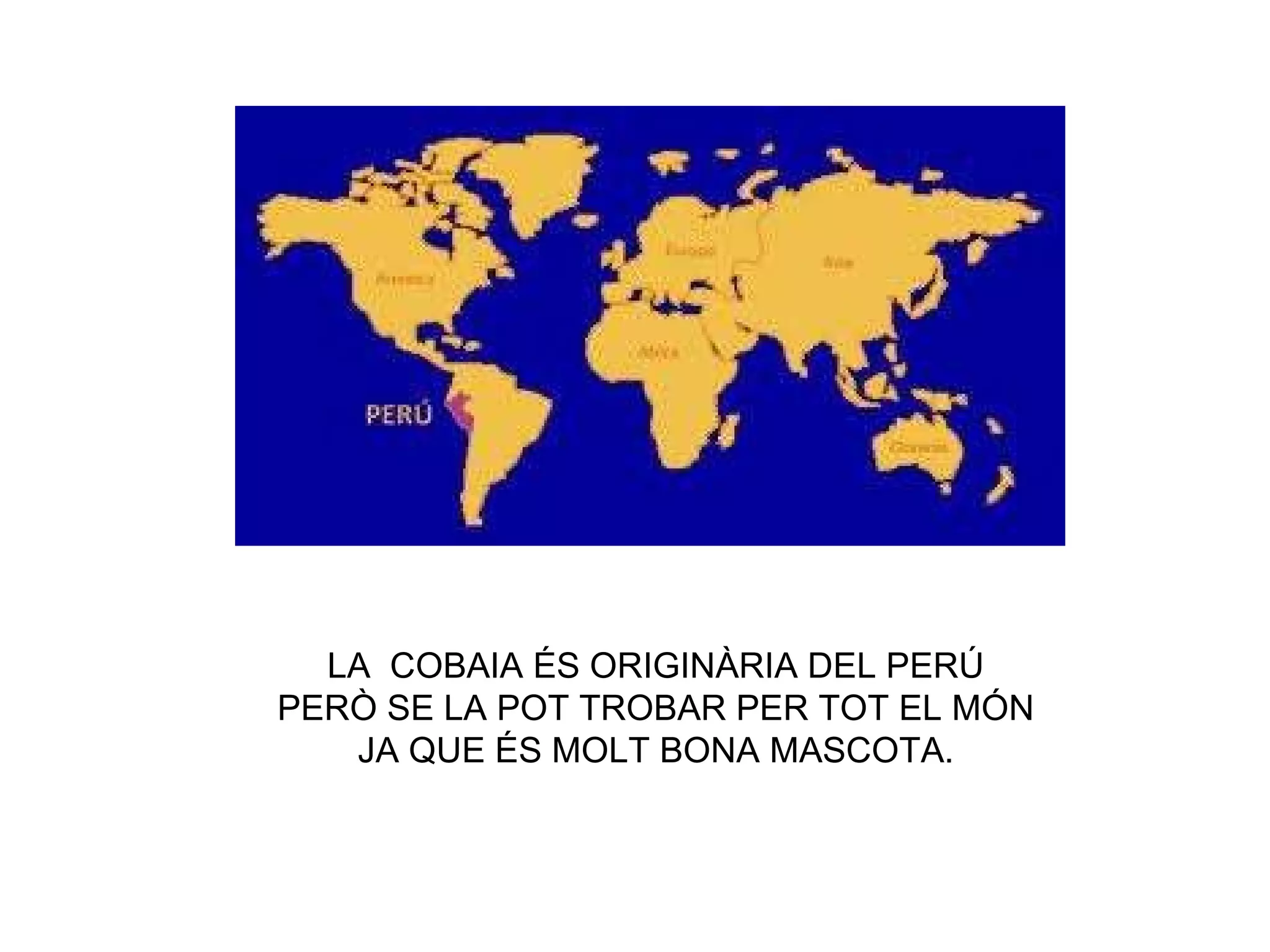 LA  COBAIA ÉS ORIGINÀRIA DEL PERÚ PERÒ SE LA POT TROBAR PER TOT EL MÓN  JA QUE ÉS MOLT BONA MASCOTA. 