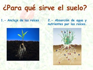 1.- Anclaje de las raíces 2.- Absorción de agua y
nutrientes por las raíces.
¿Para qué sirve el suelo?
 