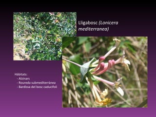 Lligabosc  (Lonicera mediterranea)   Hàbitats:     - Alzinars      - Roureda submediterrànea      - Bardissa del bosc caducifoli  