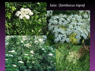 Saüc  ( Sambucus nigra ) 