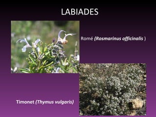 LABIADES Romé  (Rosmarinus officinalis  ) Timonet  (Thymus vulgaris) 