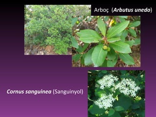 Arboç  ( Arbutus unedo )  Cornus sanguinea  (Sanguinyol) 