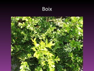 Boix 
