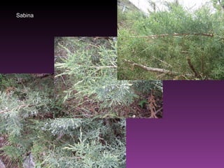 Sabina 