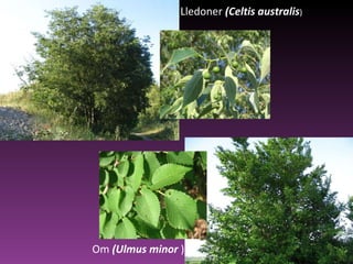 Lledoner  (Celtis australis ) Om  (Ulmus minor  ) 