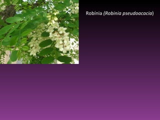 Robínia  (Robinia pseudoacacia ) 