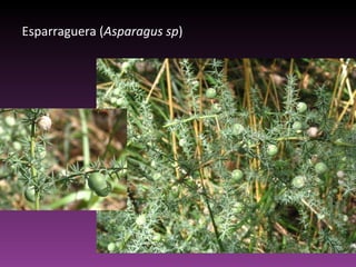 Esparraguera ( Asparagus sp ) 