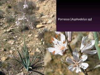 Porrassa ( Asphodelus sp ) 