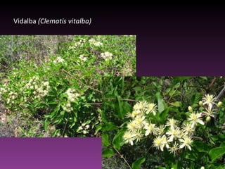 Vidalba  (Clematis vitalba) 