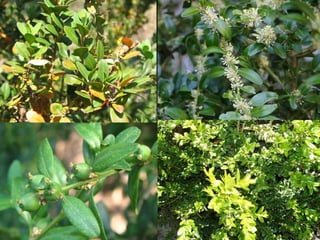 Boix ( Buxus sp. ) 