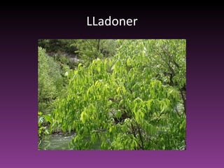 LLadoner 