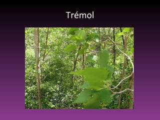Trémol 