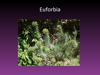 Euforbia 