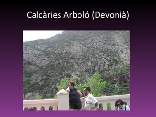 Calcàries Arboló (Devonià) 