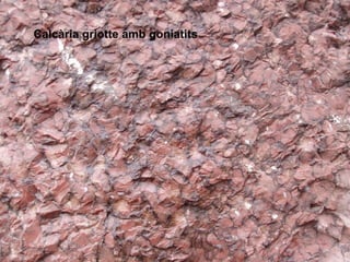 Calcària griotte amb goniatits 
